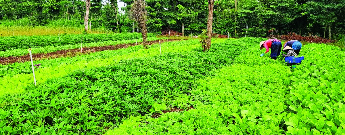 Ngành Ngân hàng tích cực thúc đẩy tín dụng tam nông