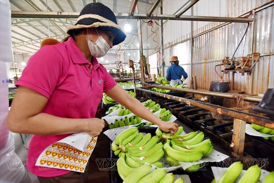 Doanh nghiệp đầu tư trồng chuối tại huyện Đak Đoa để xuất khẩu sang Nhật Bản. Ảnh: Hồng Uyên 1chuoi-duoc-doanh-nghiep-dau-tu-trong-nhieu-tai-huyen-dak-doa-de-xuat-khau-sang-nhat-ban-anh-hong-uyen.jpg