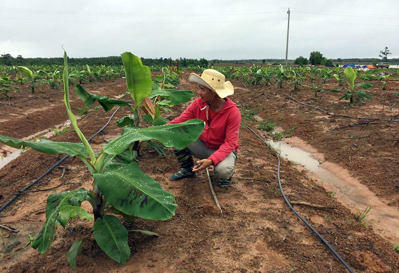 6_copy Kỹ sư CIC chăm sóc những cây non ca cao và chuối sau 2 tháng trồng