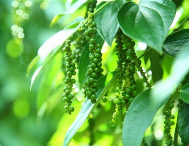 Mỹ đã mua hơn 40.000 tấn hạt tiêu Việt