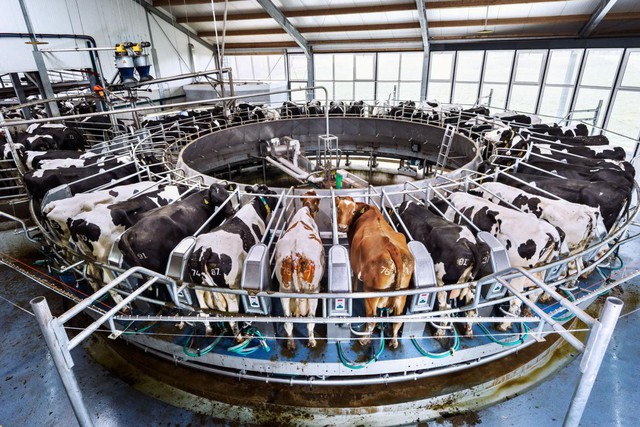 Hà Lan: Quốc gia nhỏ bé có thể nuôi cả thế giới - Ảnh 9. Hà Lan: Quốc gia nhỏ bé có thể nuôi cả thế giới - Ảnh 9.