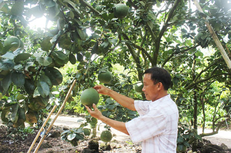 Ông Vũ Thành Đông (xã Tà Lài, huyện Tân Phú) trong vườn bưởi da xanh của mình.