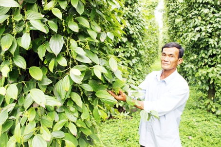 Tiêu GAP do nông dân huyện Cẩm Mỹ sản xuất xuất khẩu được đi các nước châu Âu nhờ đảm bảo về chất lượng, an toàn.