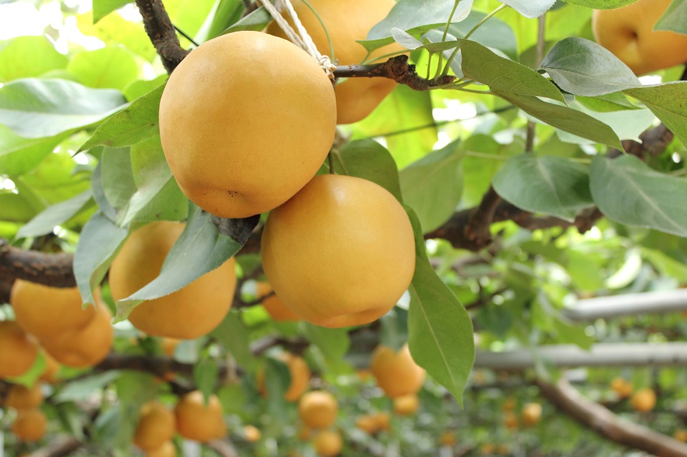 img_201708251618430861