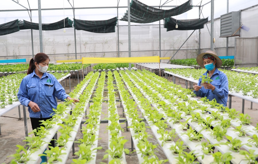 Mô hình trồng rau ứng dụng công nghệ cao tại xã Đa Tốn (huyện Gia Lâm). Ảnh: Nguyễn Quang