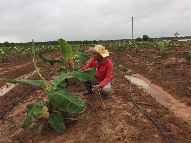 Kỹ sư chăm sóc những cây non ca cao và chuối sau 2 tháng trồng