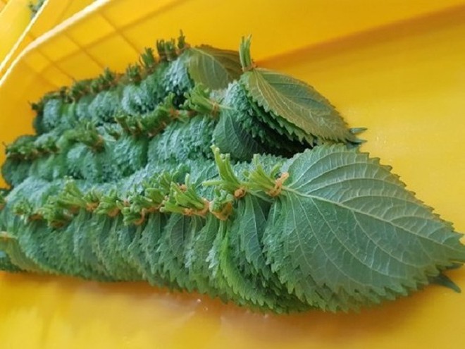 Những nông sản Việt được bán với giá cao đến “khó tin” trên thế giới - Ảnh 1. Những nông sản Việt được bán với giá cao đến “khó tin” trên thế giới - Ảnh 1.