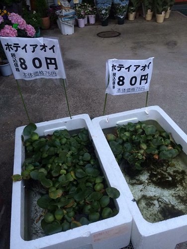 Những nông sản Việt được bán với giá cao đến “khó tin” trên thế giới - Ảnh 11. Những nông sản Việt được bán với giá cao đến “khó tin” trên thế giới - Ảnh 11.