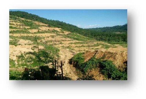 hệ thống tưới cho bưởi