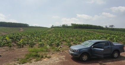 HỆ THỐNG TƯỚI CHUỐI