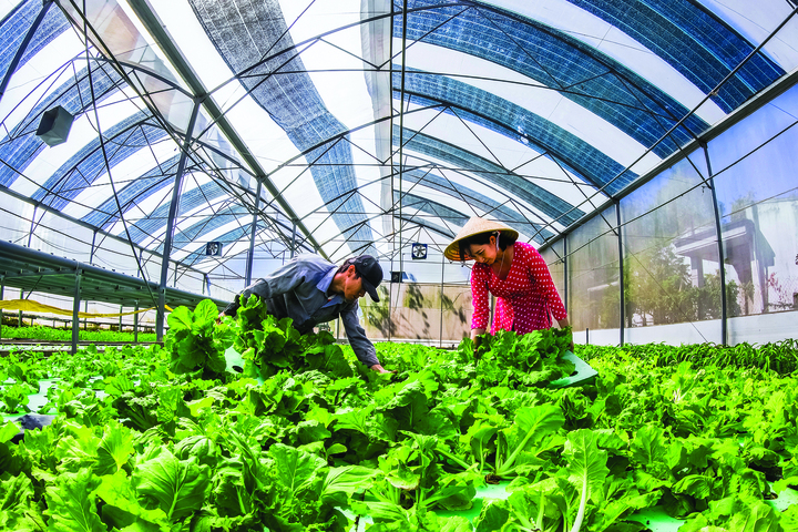 Một vườn rau sạch tại Tây Ninh. (Ảnh: Huỳnh Đông)