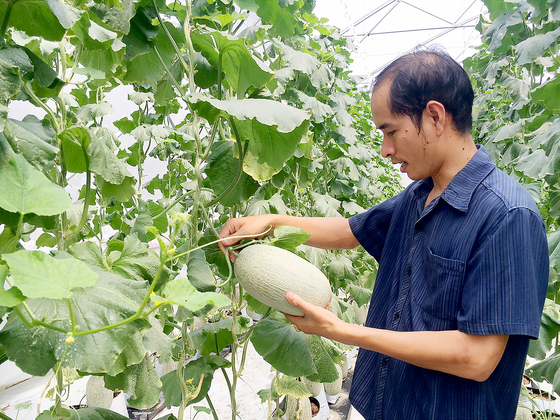 sggpdua_cvvv-1 Khấm khá nhờ nông nghiệp công nghệ cao ảnh 1