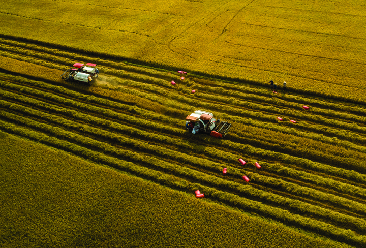 Thu hoạch lúa trên cánh đồng ở Tây Ninh. (Ảnh: Huỳnh Đông)