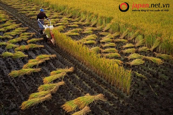 tìm hiểu nền nông nghiệp kiểu mẫu nhật bản