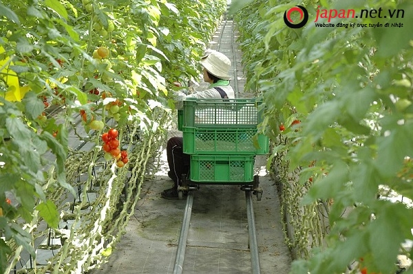 tìm hiểu nền nông nghiệp kiểu mẫu nhật bản