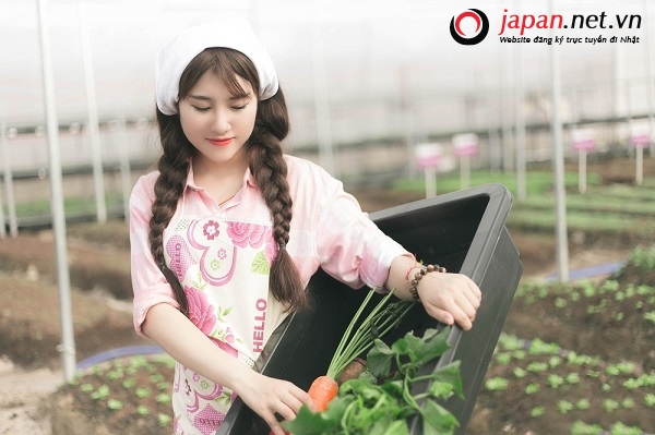 tìm hiểu nền nông nghiệp kiểu mẫu nhật bản