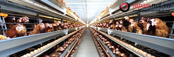 tìm hiểu nền nông nghiệp kiểu mẫu nhật bản