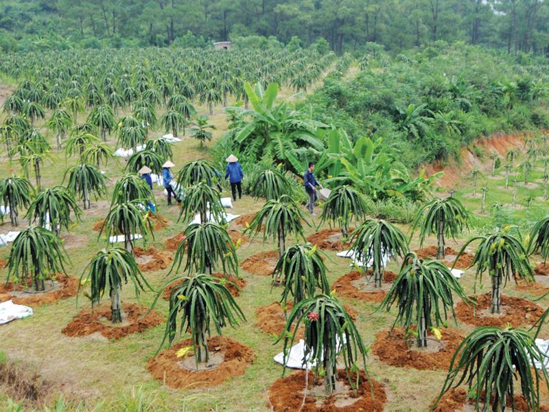 Thanh long Việt Nam đã tìm được chỗ đứng vững chắc ở thị trường nước ngoài. Ảnh: Đức Thanh